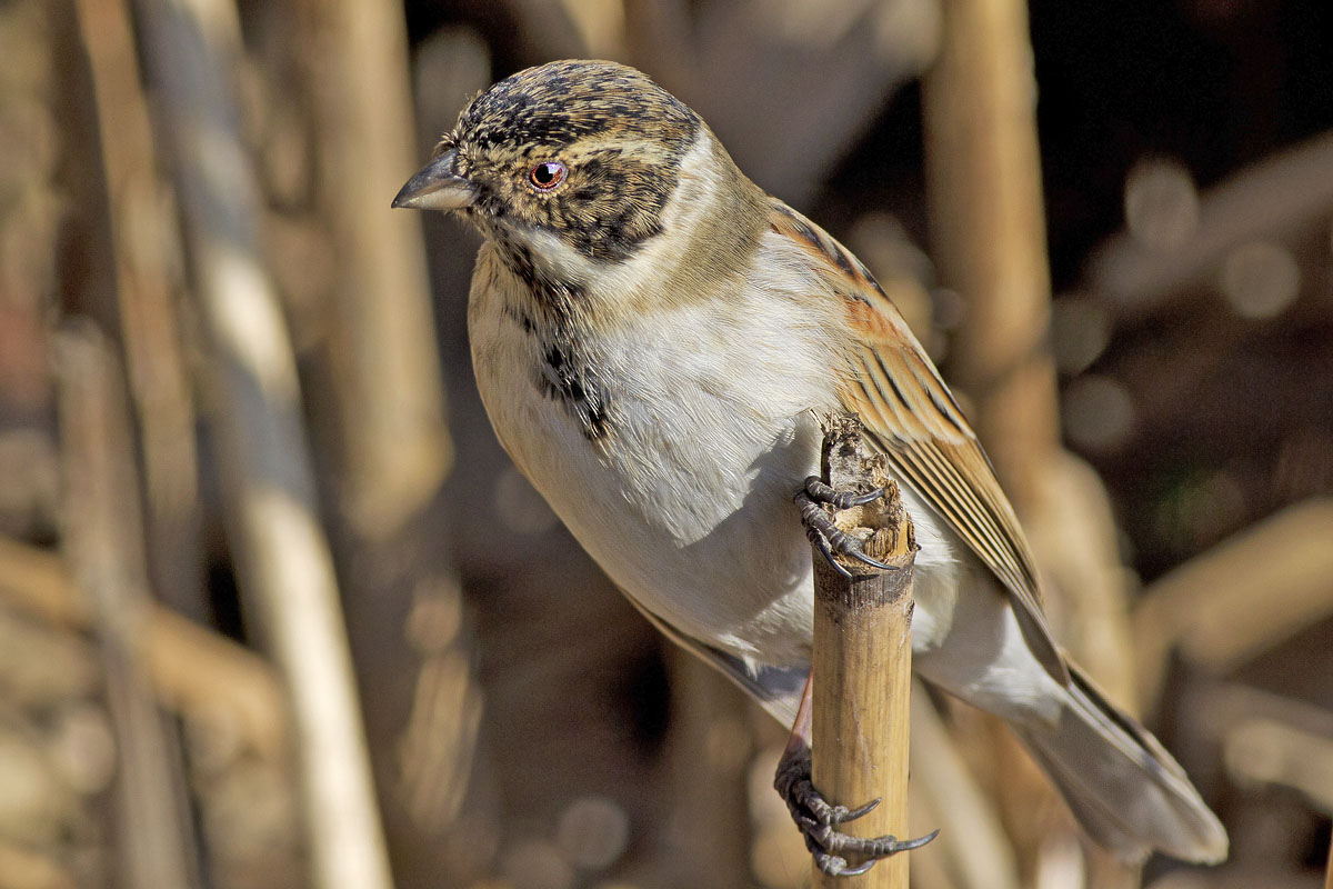 Migliarino di palude