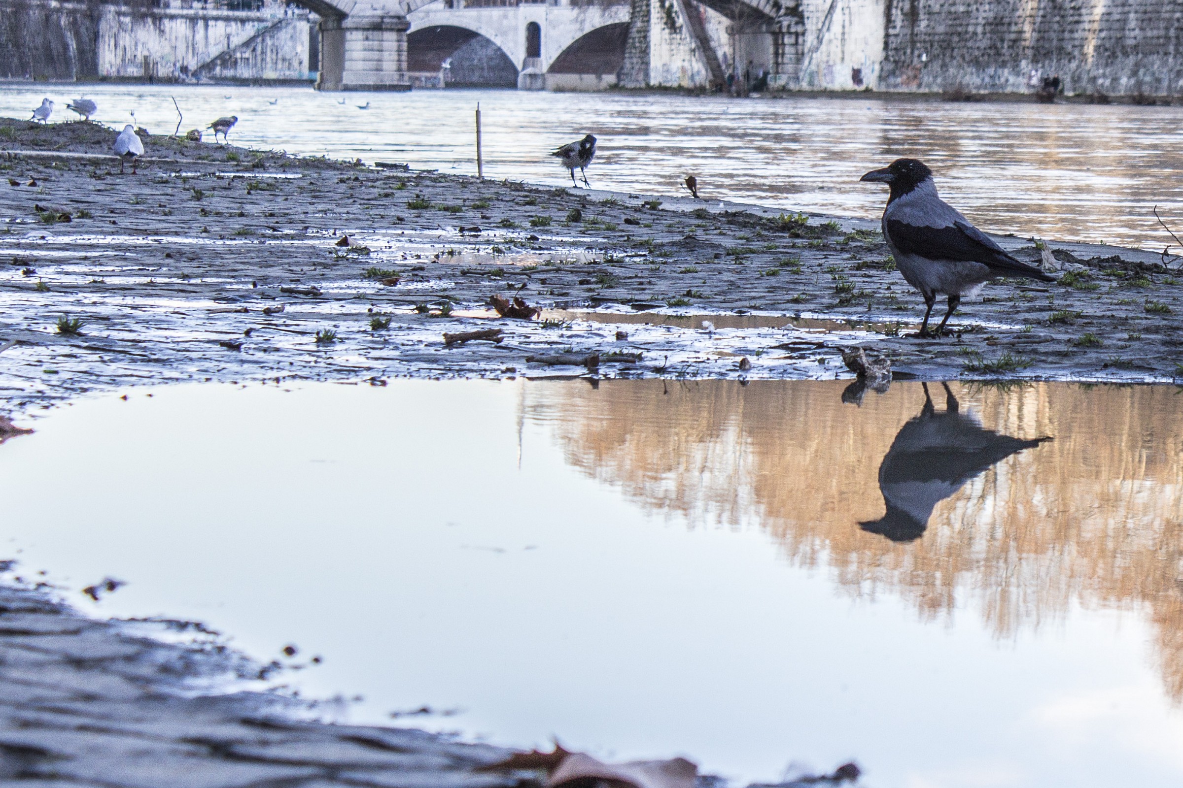 Specie infestante nel cuore di Roma