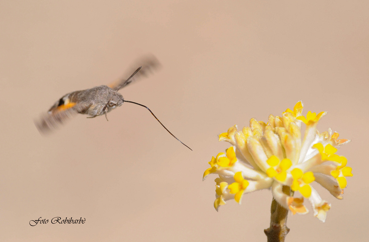 Farfalla Colibrì...all'attacco...
