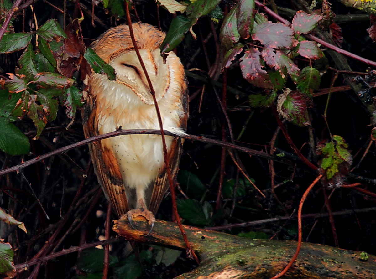 mimicry of the beard