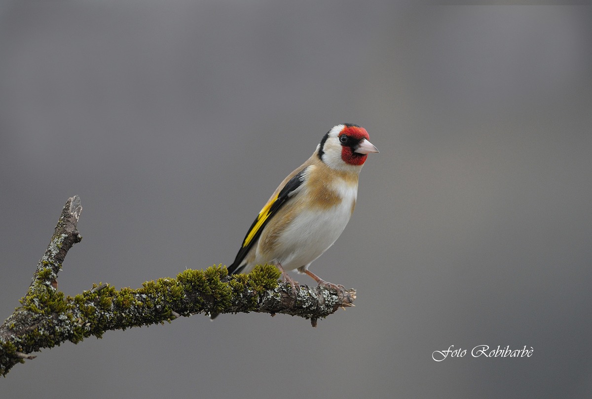 Goldfinch ....