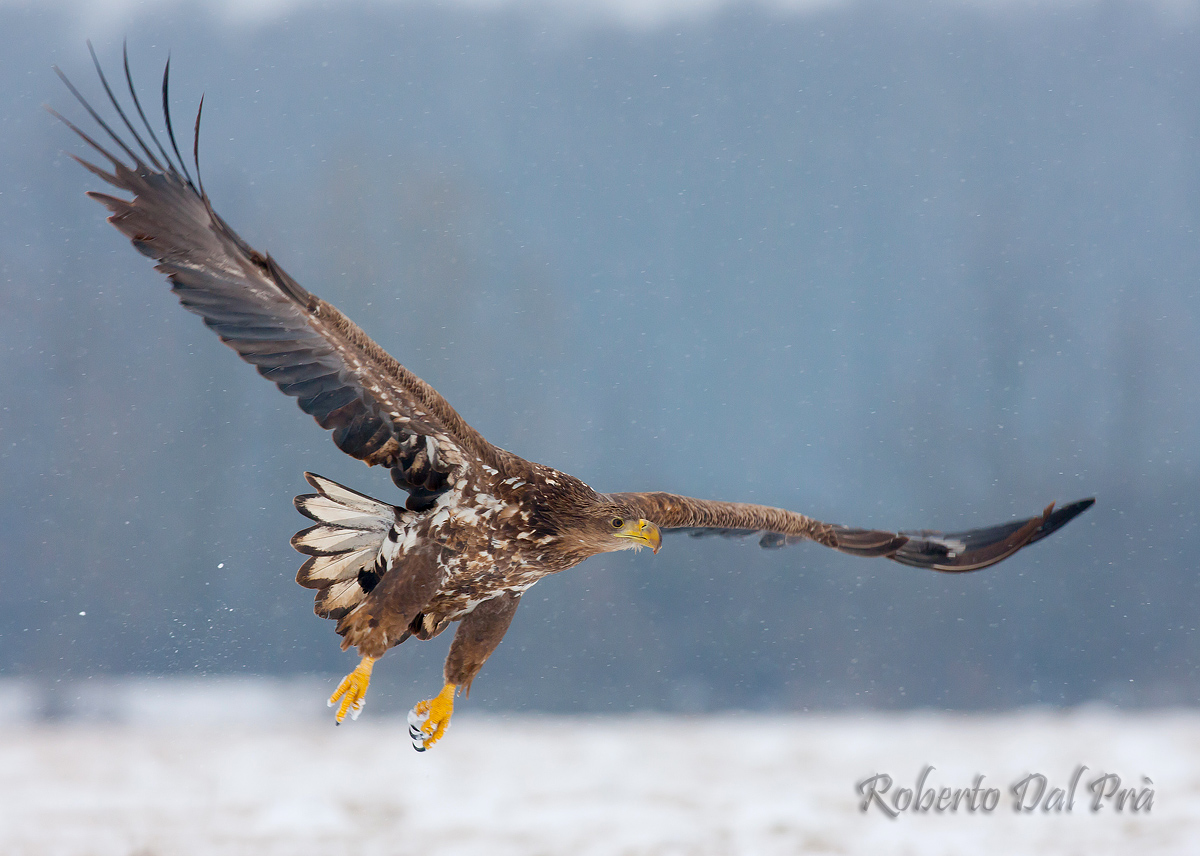 White Tailed Eagle