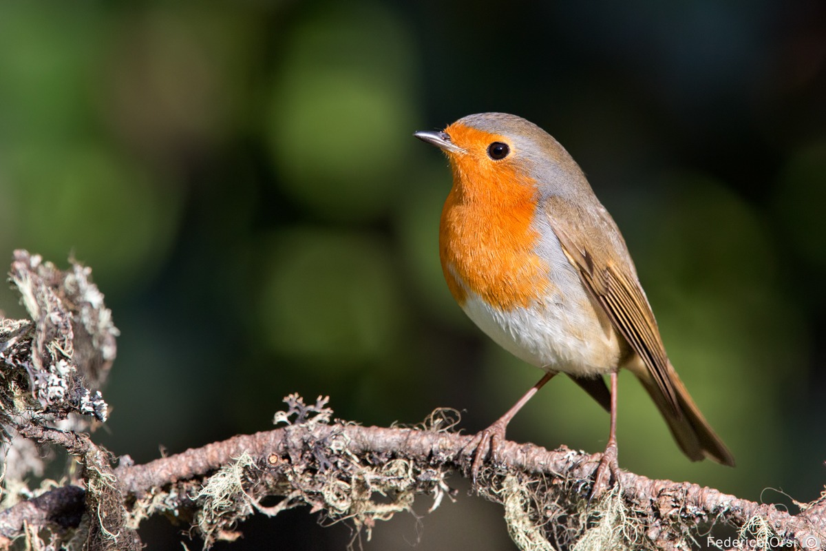 Robin