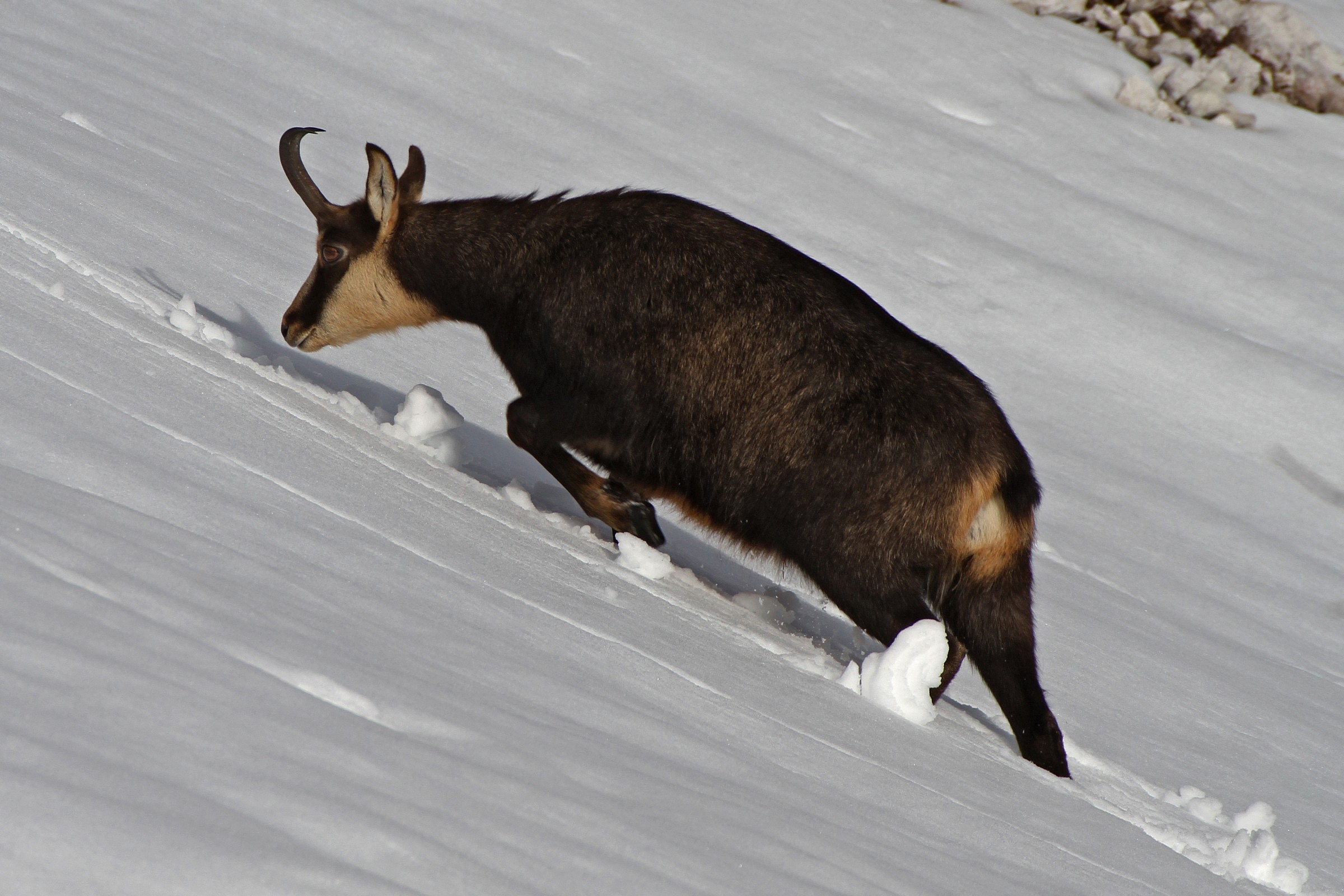 La fatica nella neve alta ...