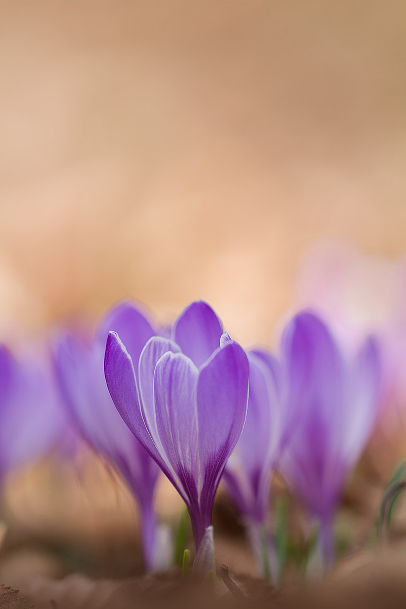 crocus e lo spazio sopra