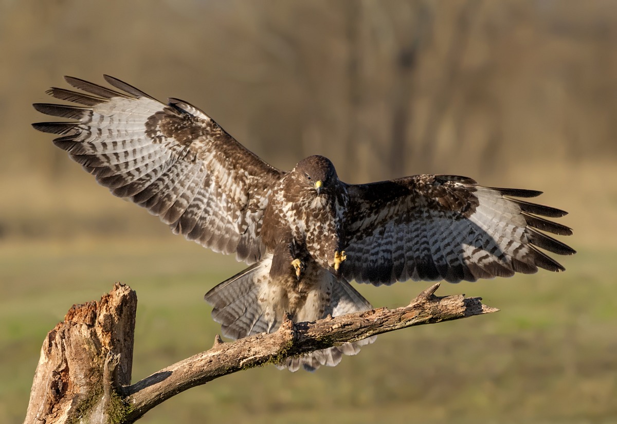 Buzzard