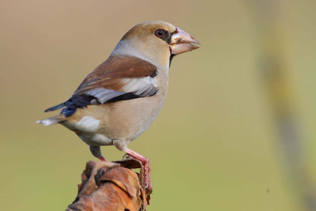Hawfinch
