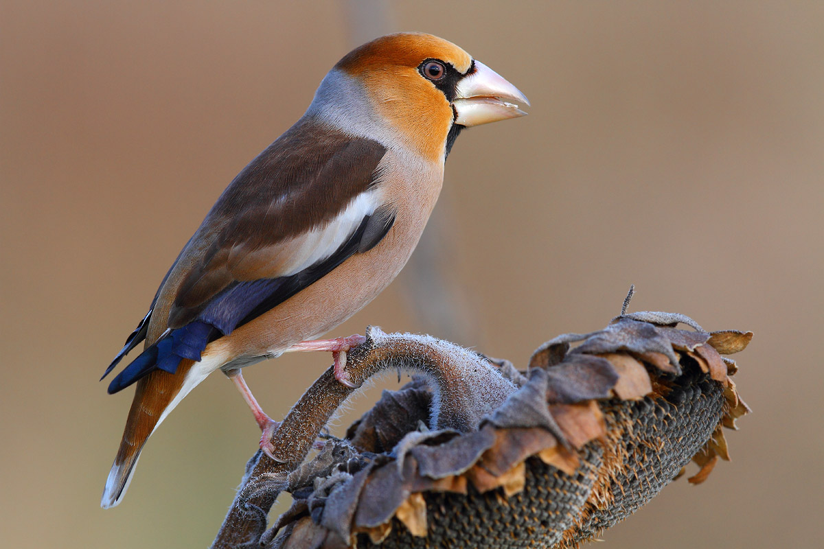 Hawfinch