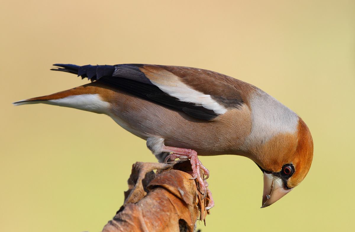Hawfinch