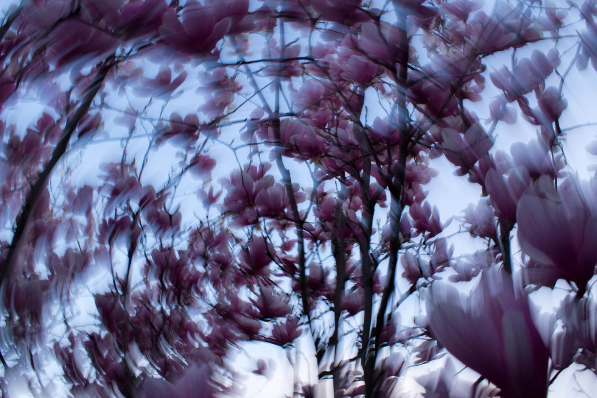 1 magnolia