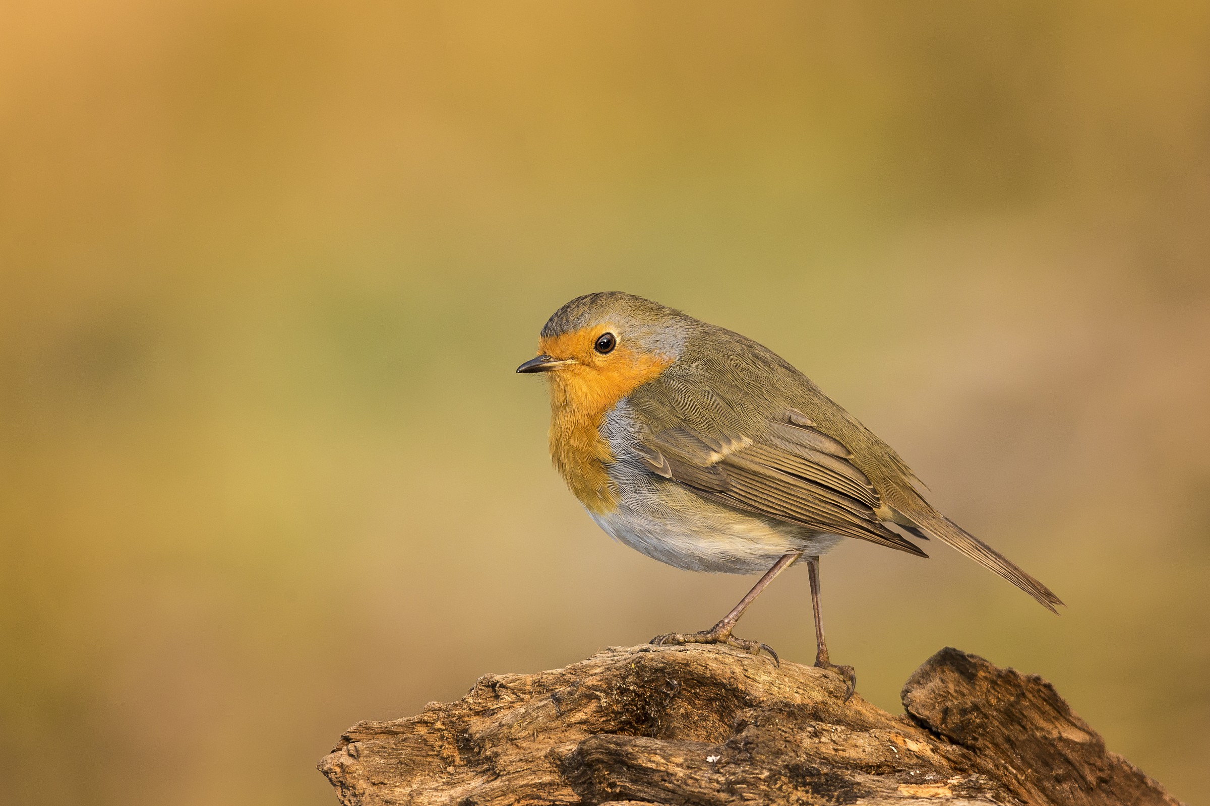 lo sguardo del pettirosso