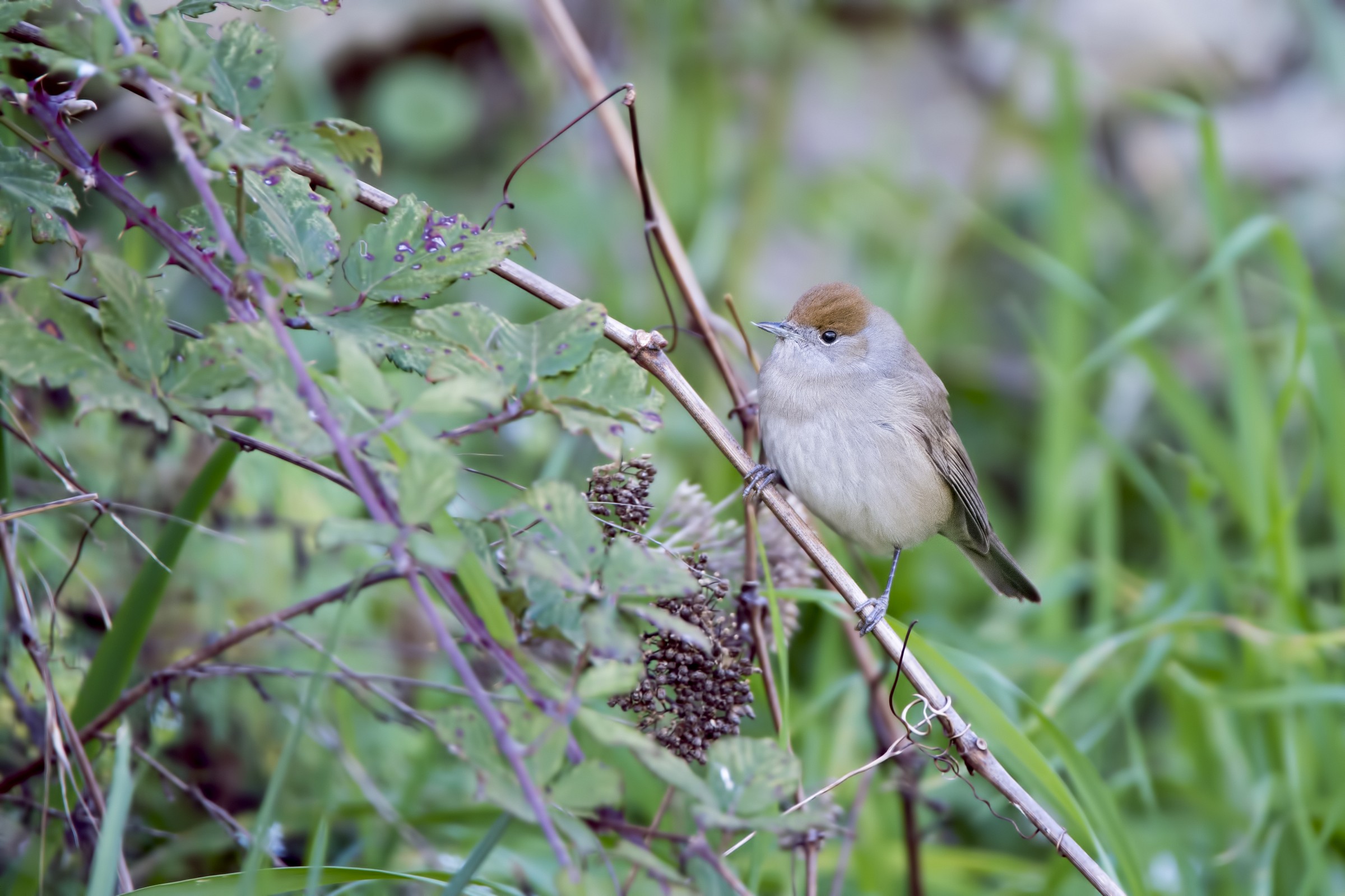 Blackcap