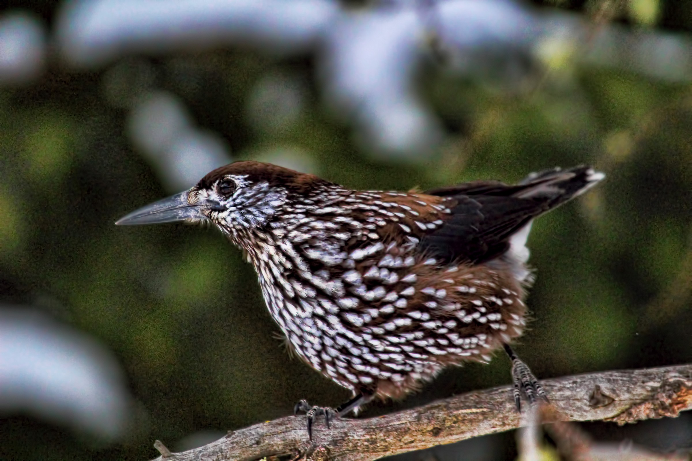 Spotted nutcracker