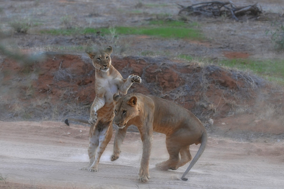 Live as an adult, the latest games