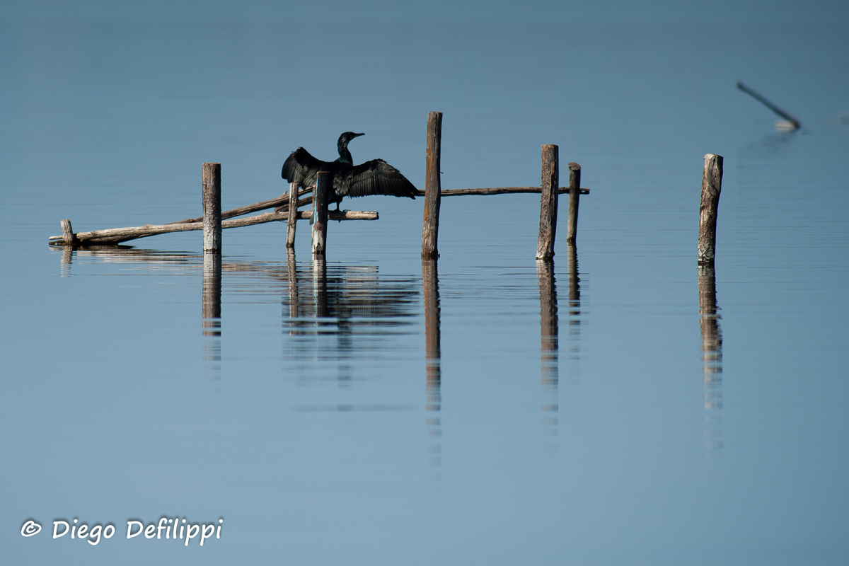 Cormorano tintarella