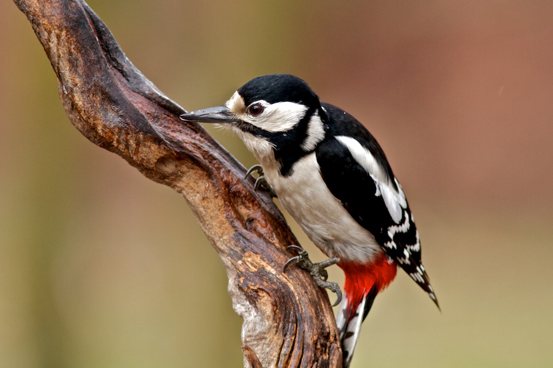 Woodpecker ....