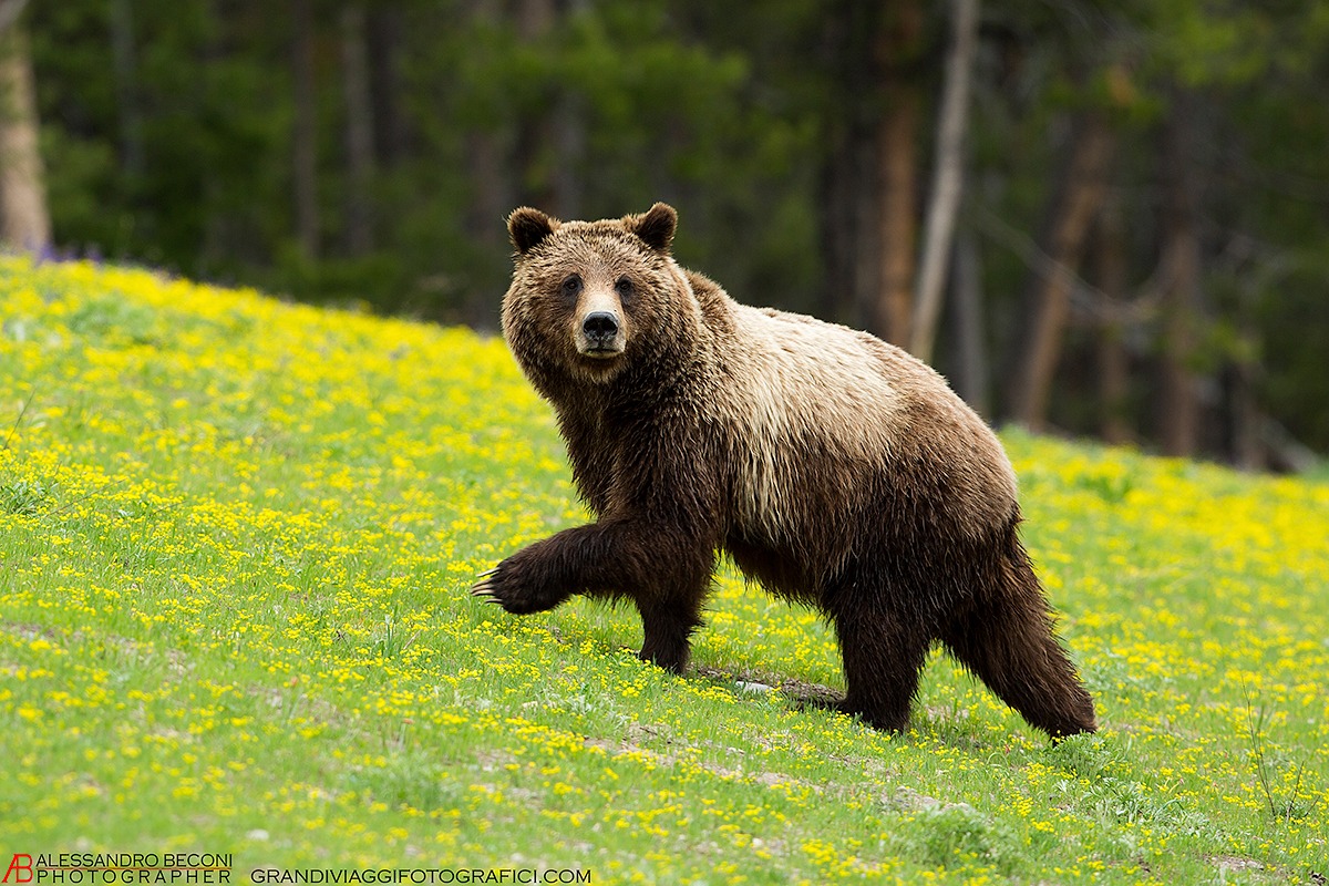 In the yellow (stone)