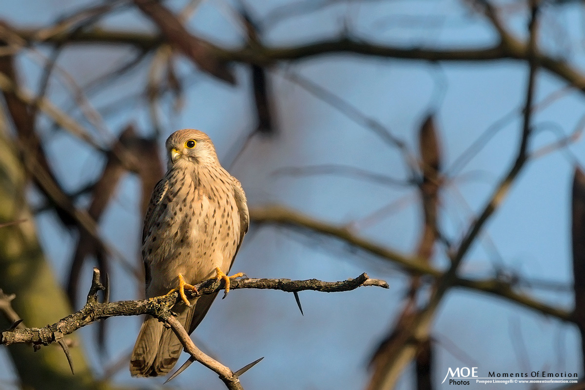 Kestrel