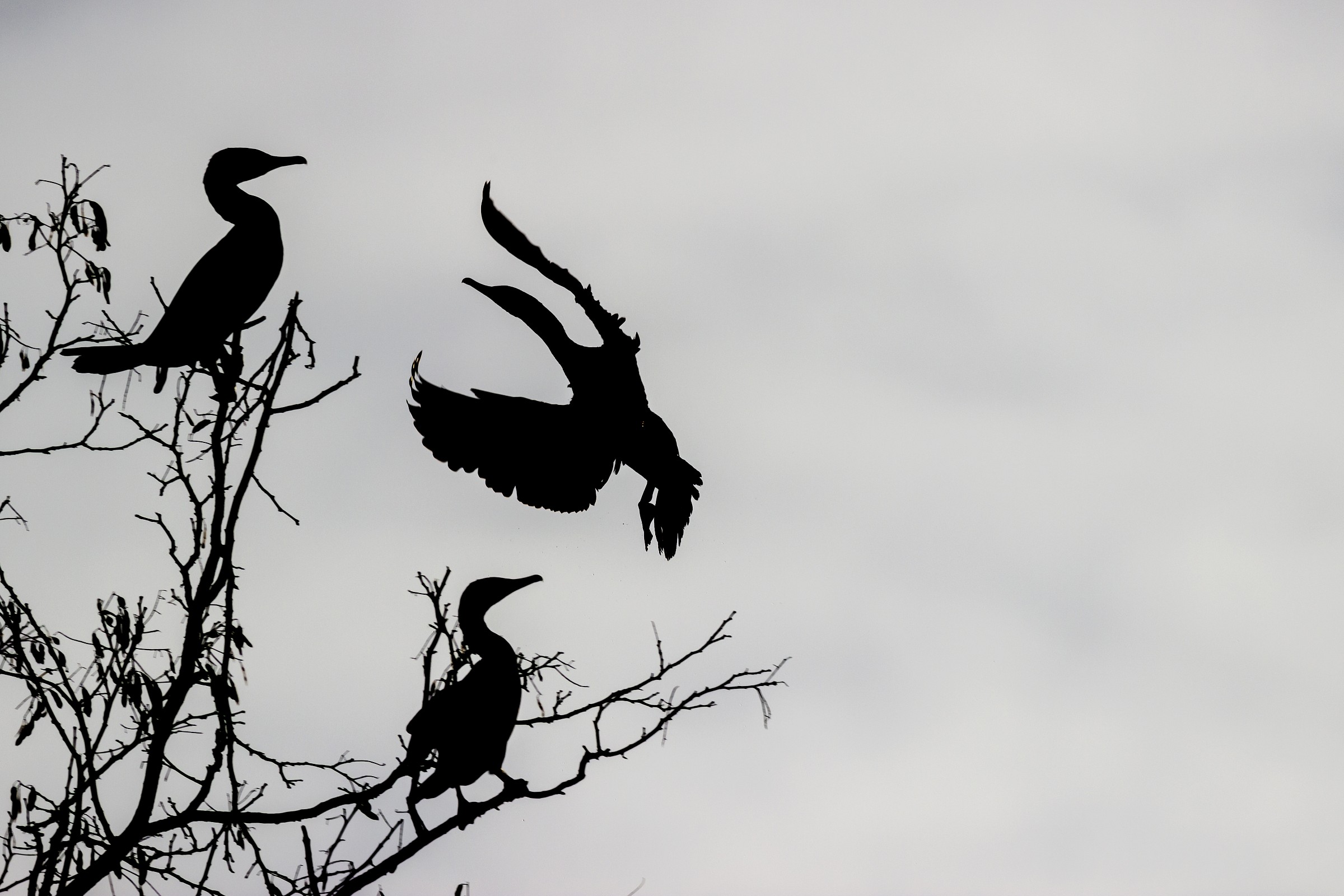 cormorants backlit