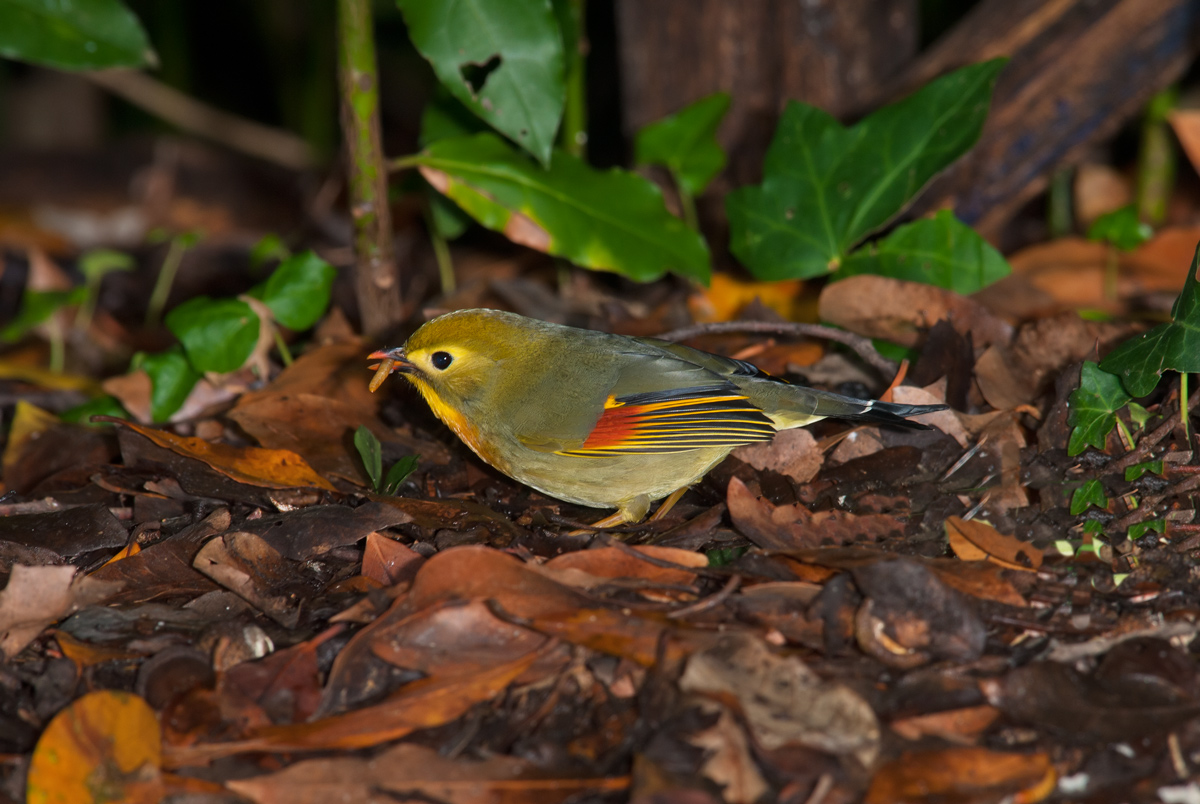 Giapponesi in giro per l'Italia