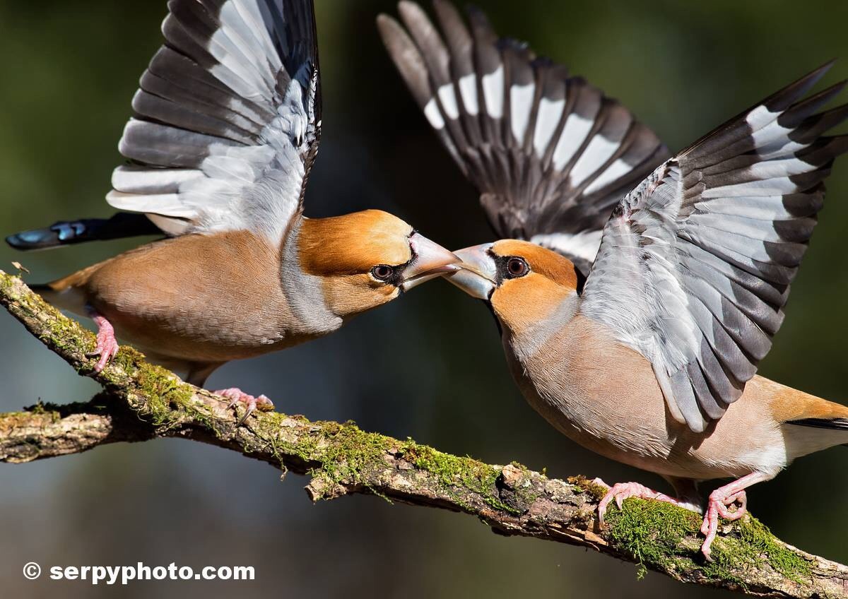 Hawfinches