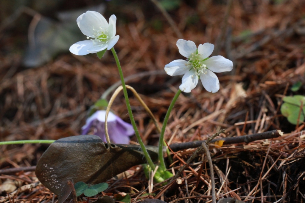 Hepatica nobilis - individual white