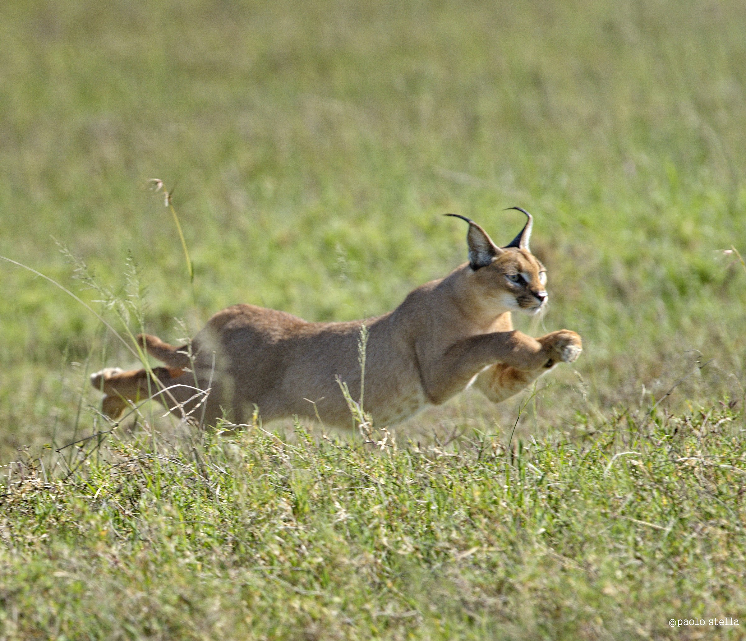the flight of the caracal