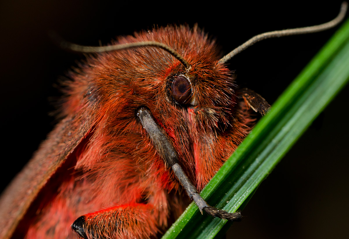 Falena nella notte... in pieno giorno!