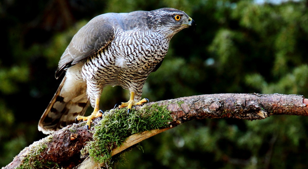 Mi son proprio innamorato di questo rapace!!!!