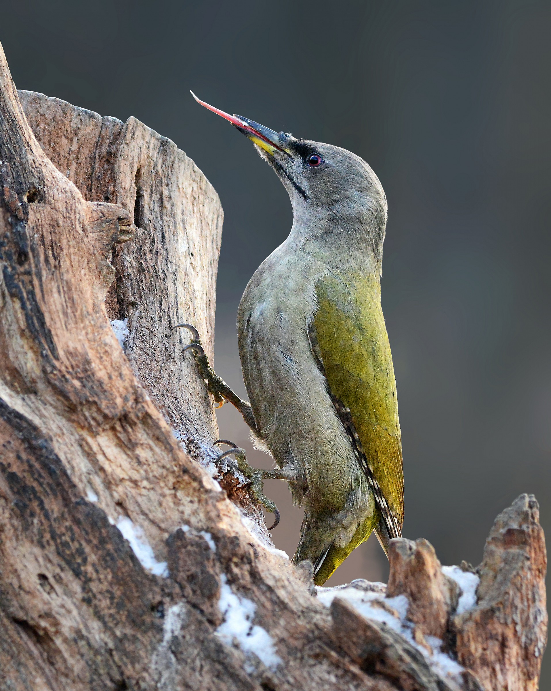 picchio cenerino polonia