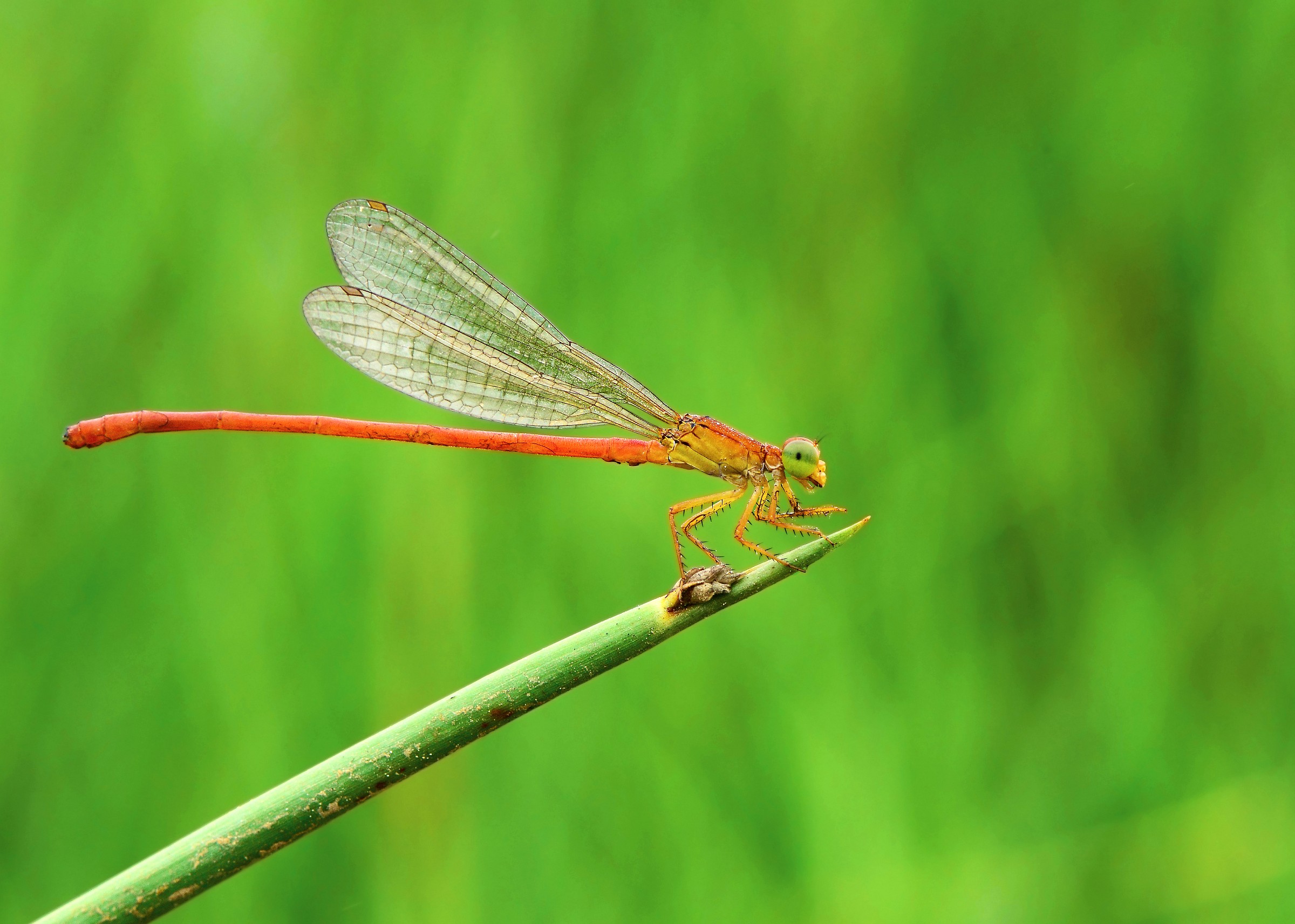 Libellula