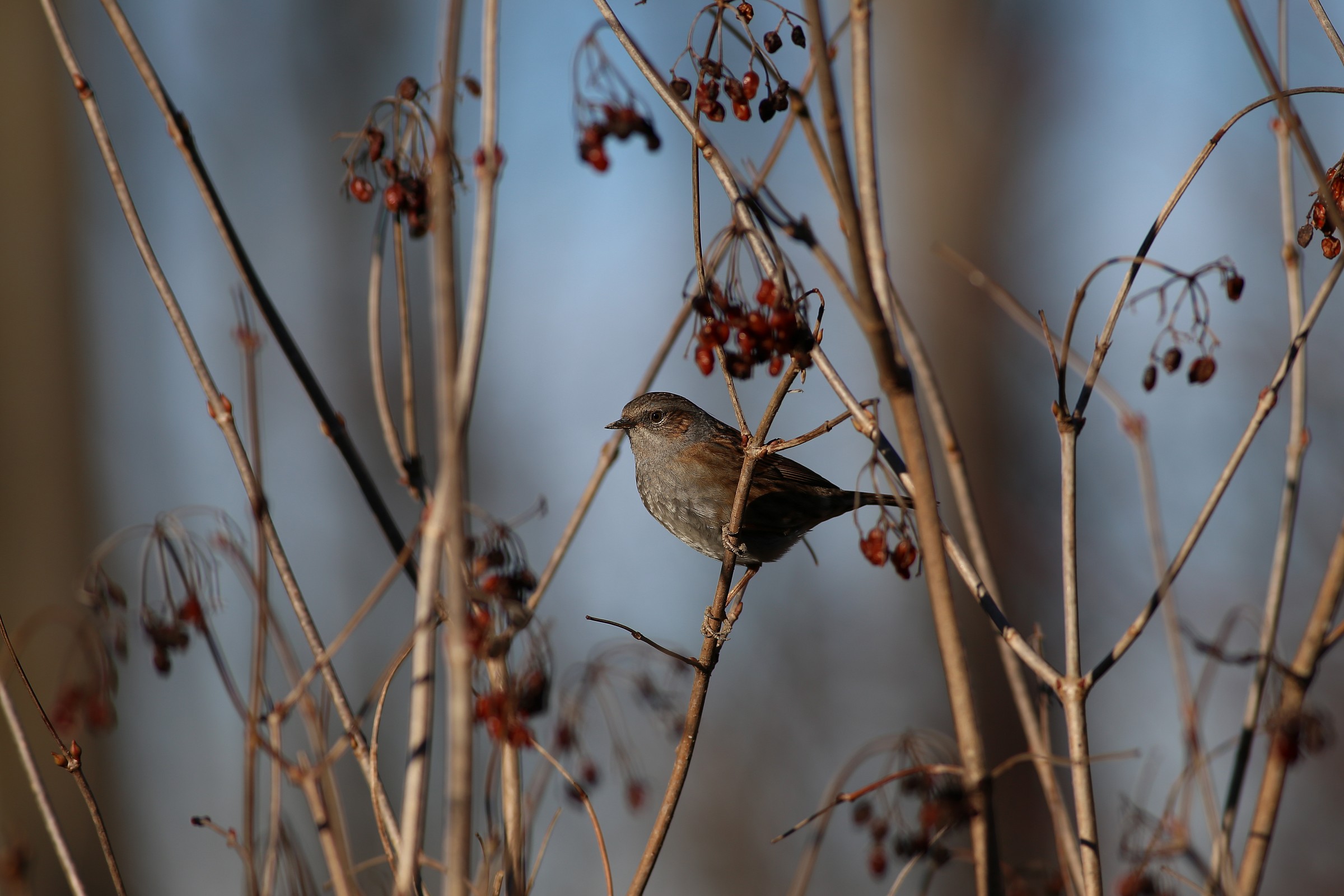 Dunnock