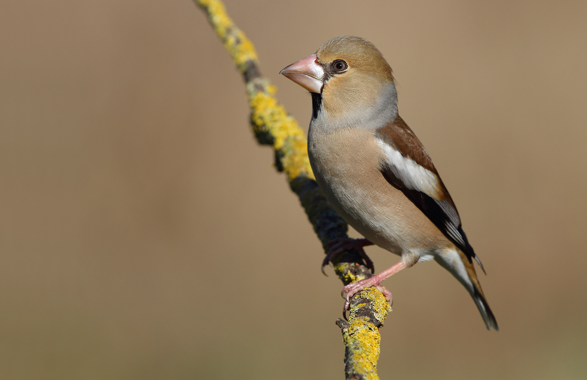 Hawfinch