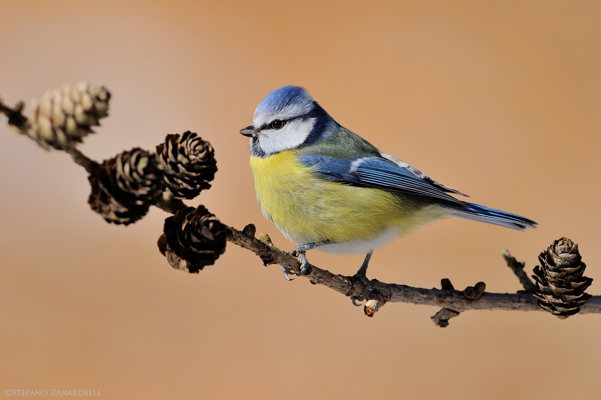 Tit ... the first ...