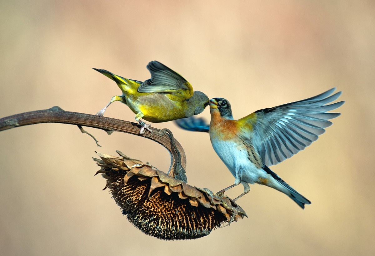 Verdone and Brambling