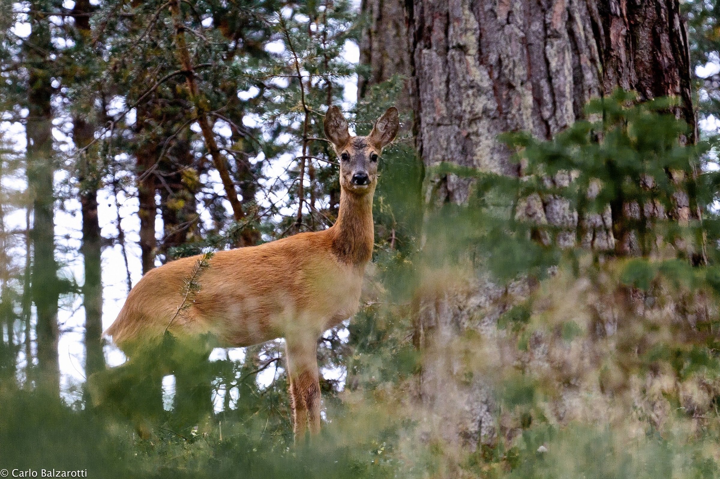 encounter in the woods with female deer
