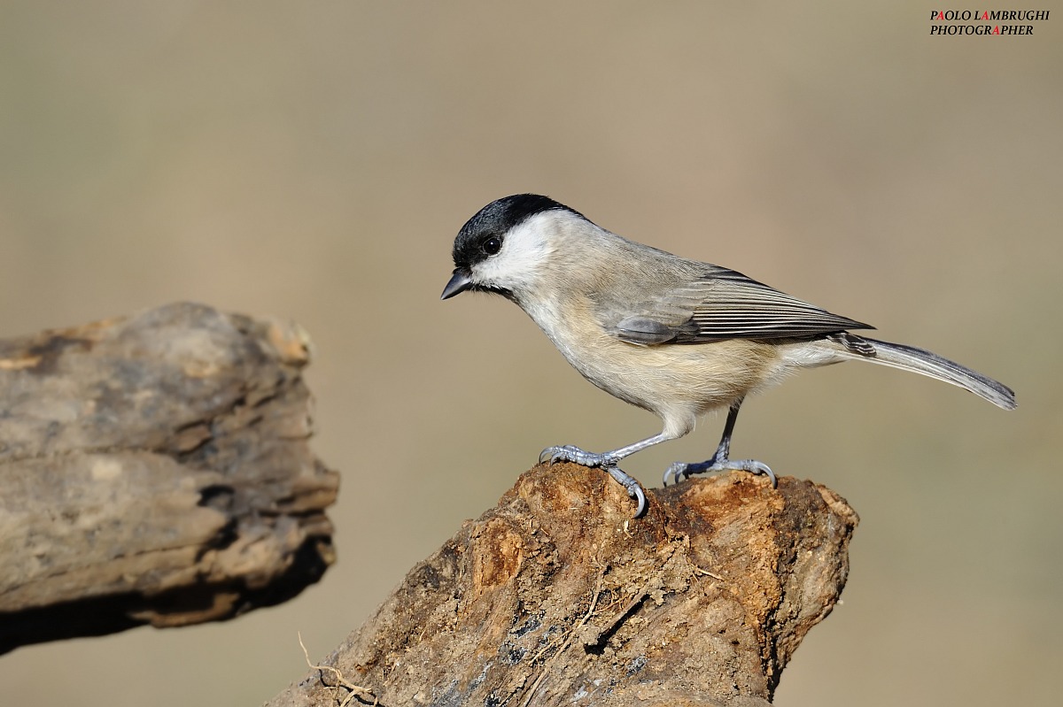 Chickadee