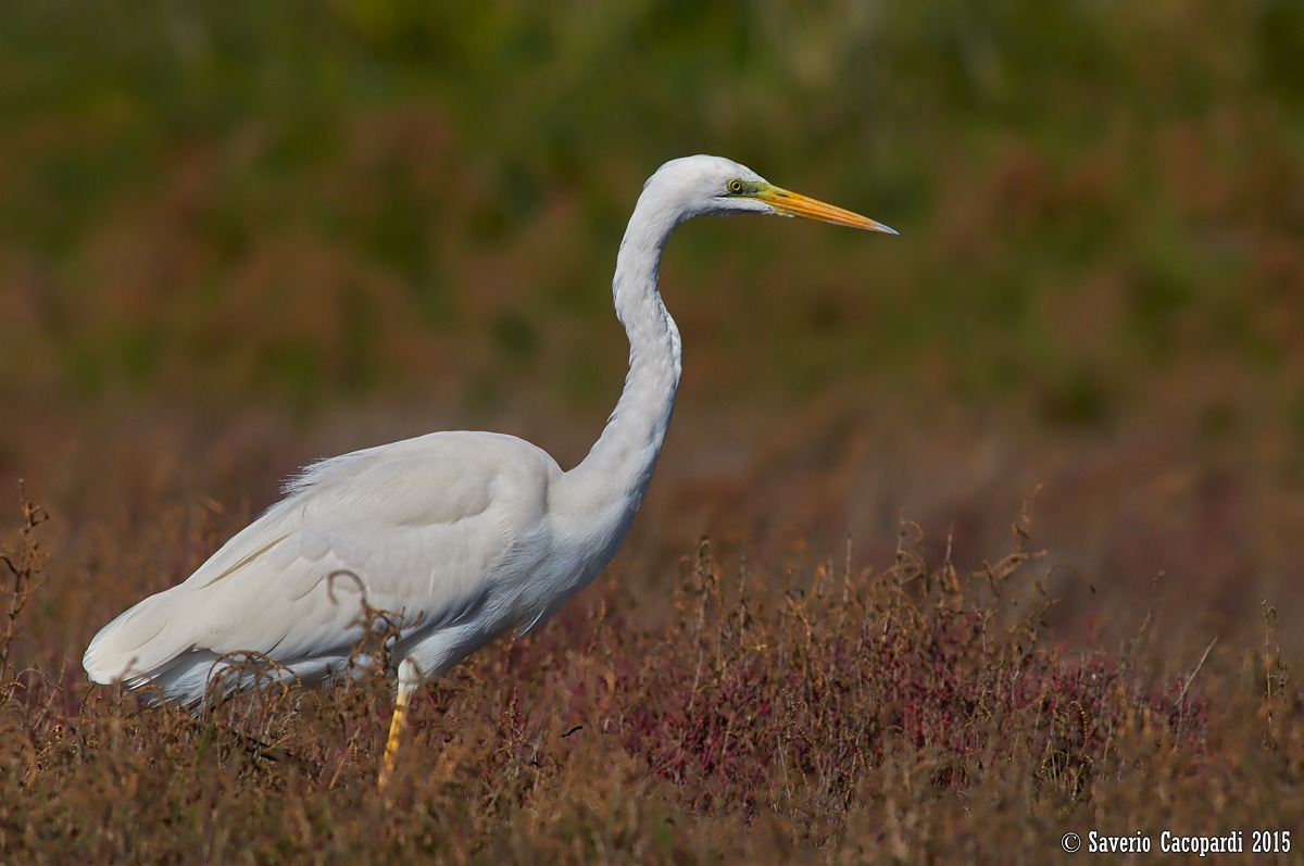 Great Egret