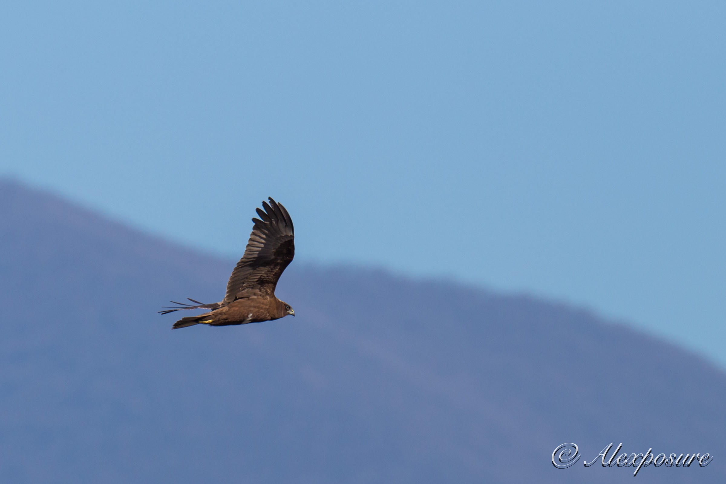 Marsh Harrier
