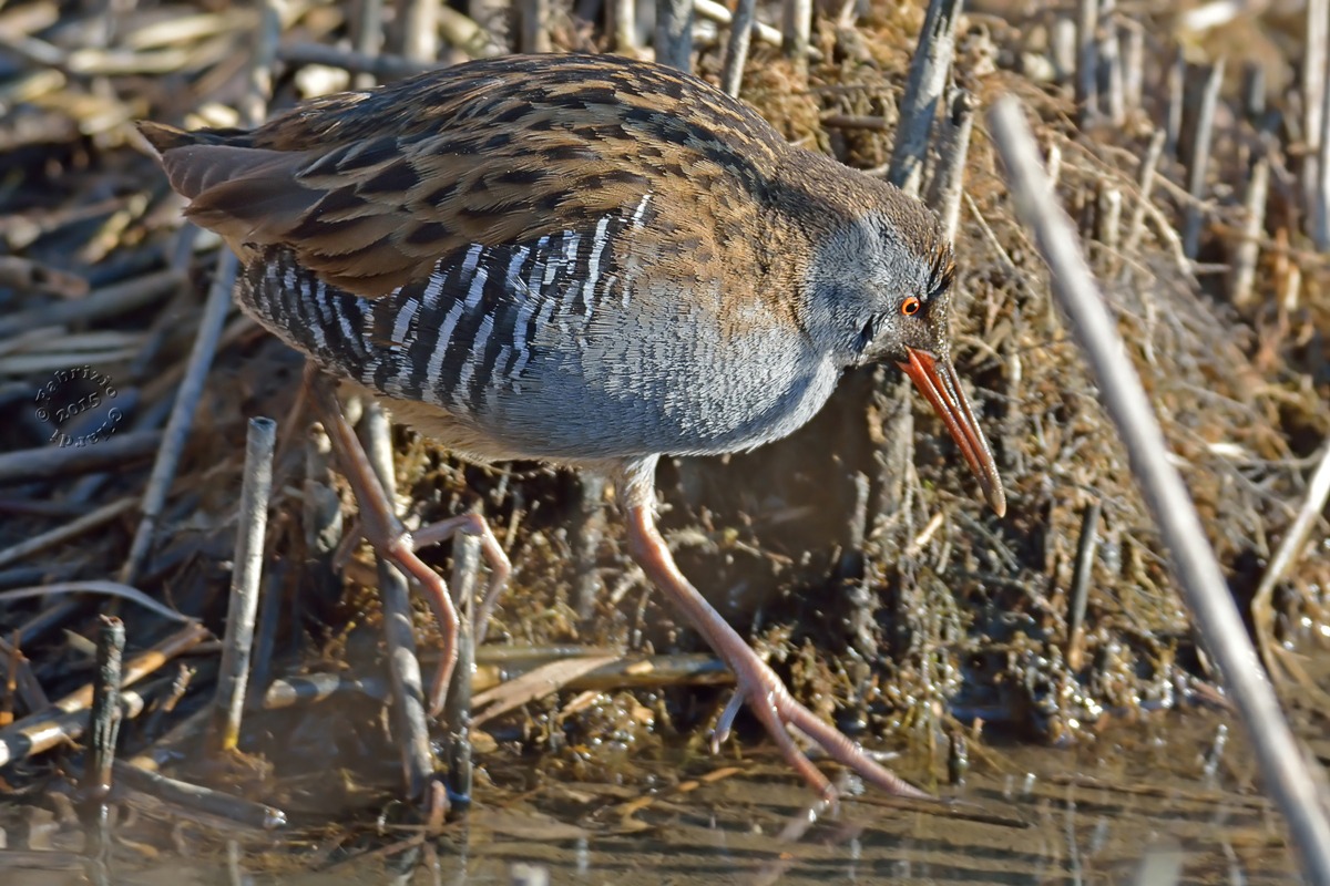 Porciglione (Rallus acquaticus)