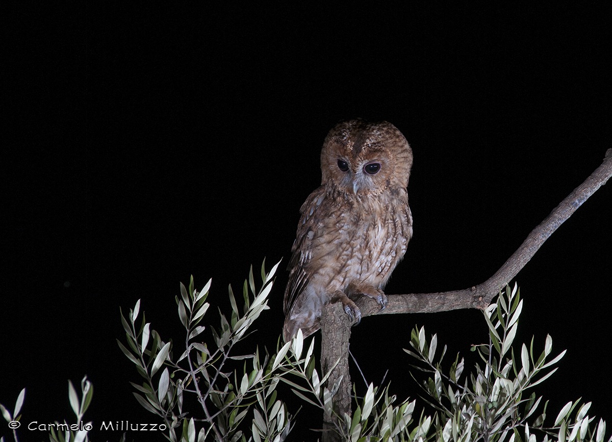 I miei notturni _Tawny Owl_