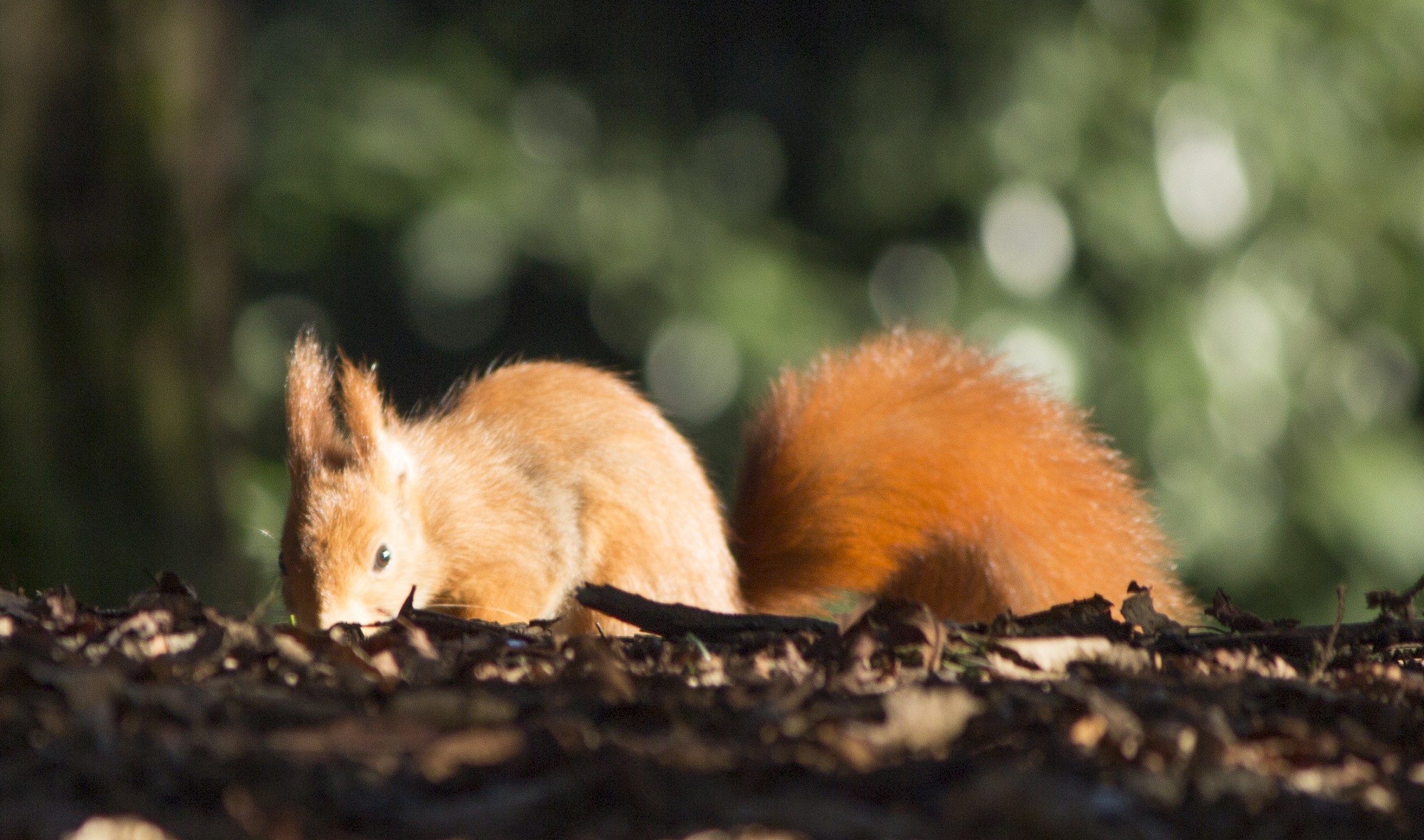 My Friend Scoiattolo1