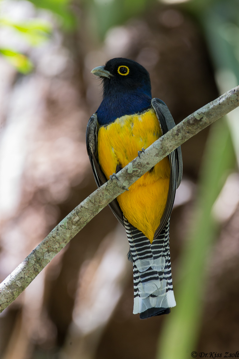Northern Violaceous Trogon