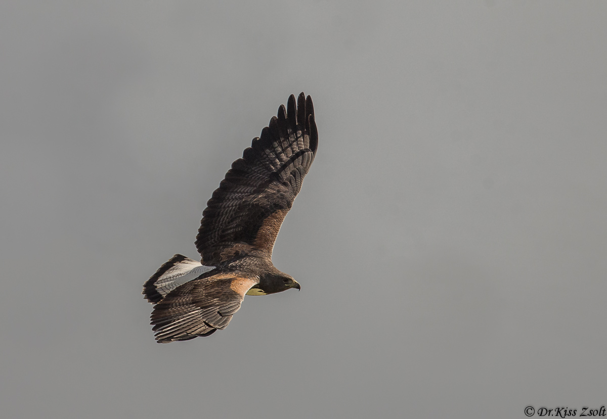 Bianco Falco dalla coda