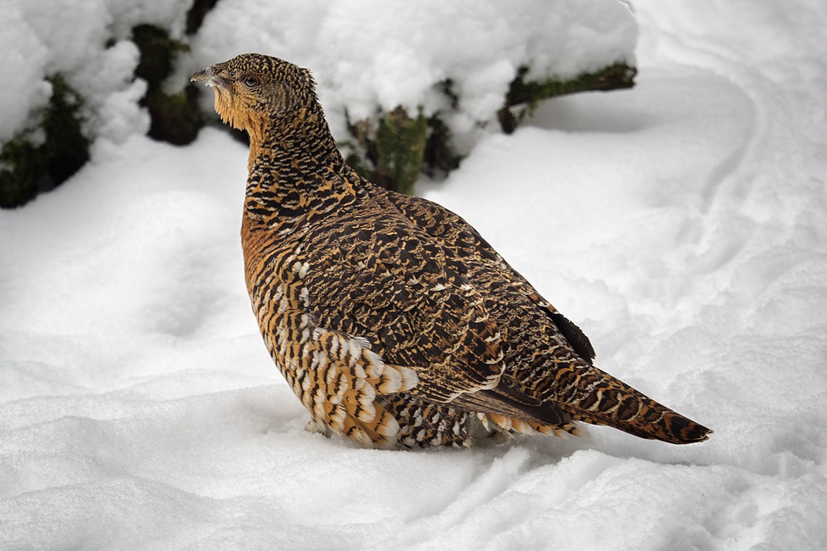 capercaillie female
