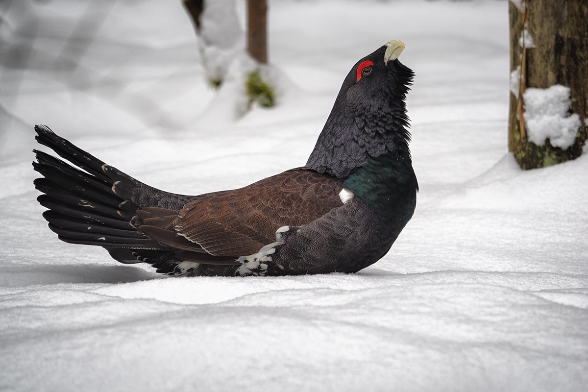 capercaillie male