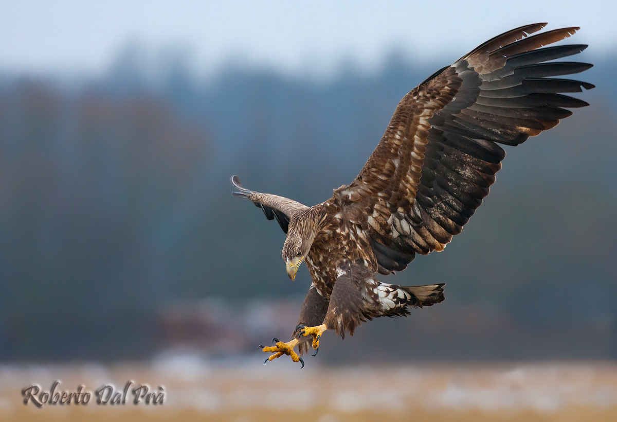 White Tailed Eagle