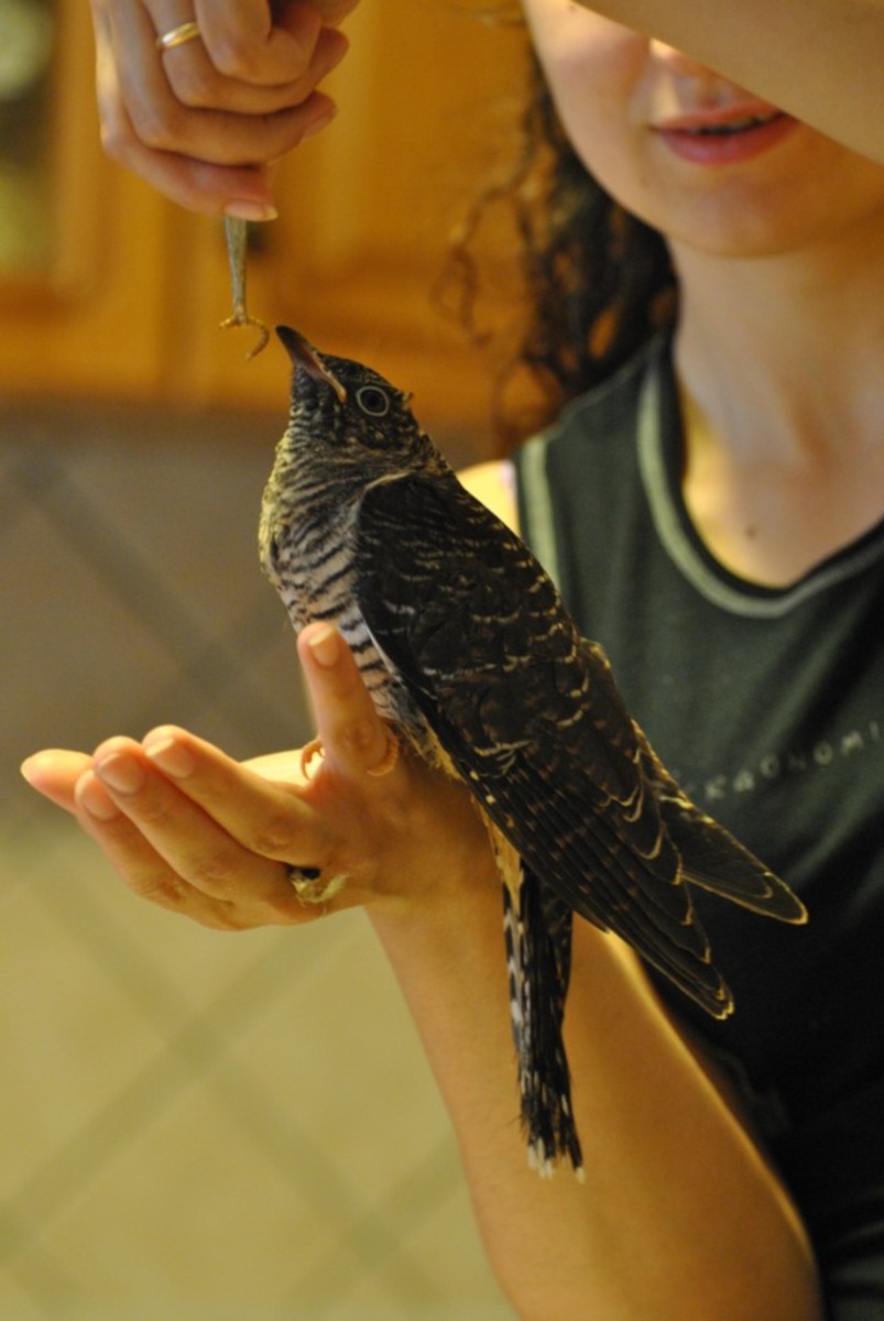 Young cuckoo saved