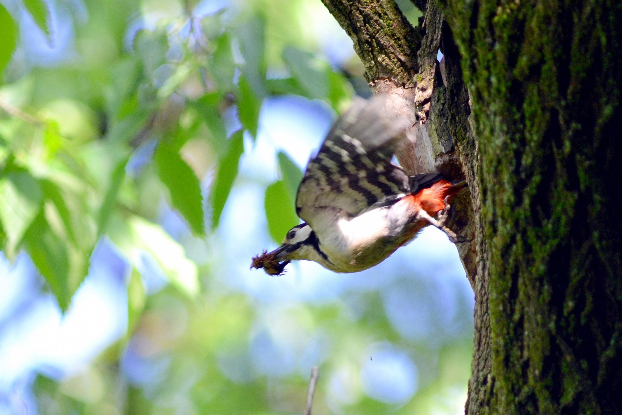 Woodpecker nest