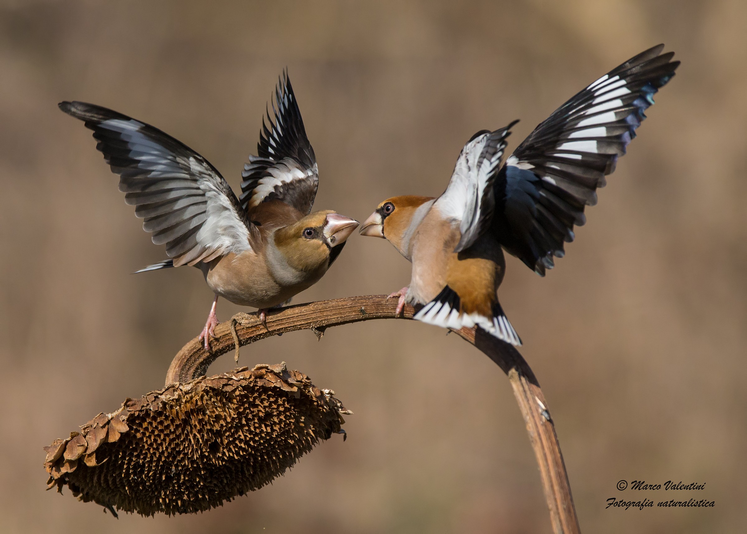 Dispute on sunflower